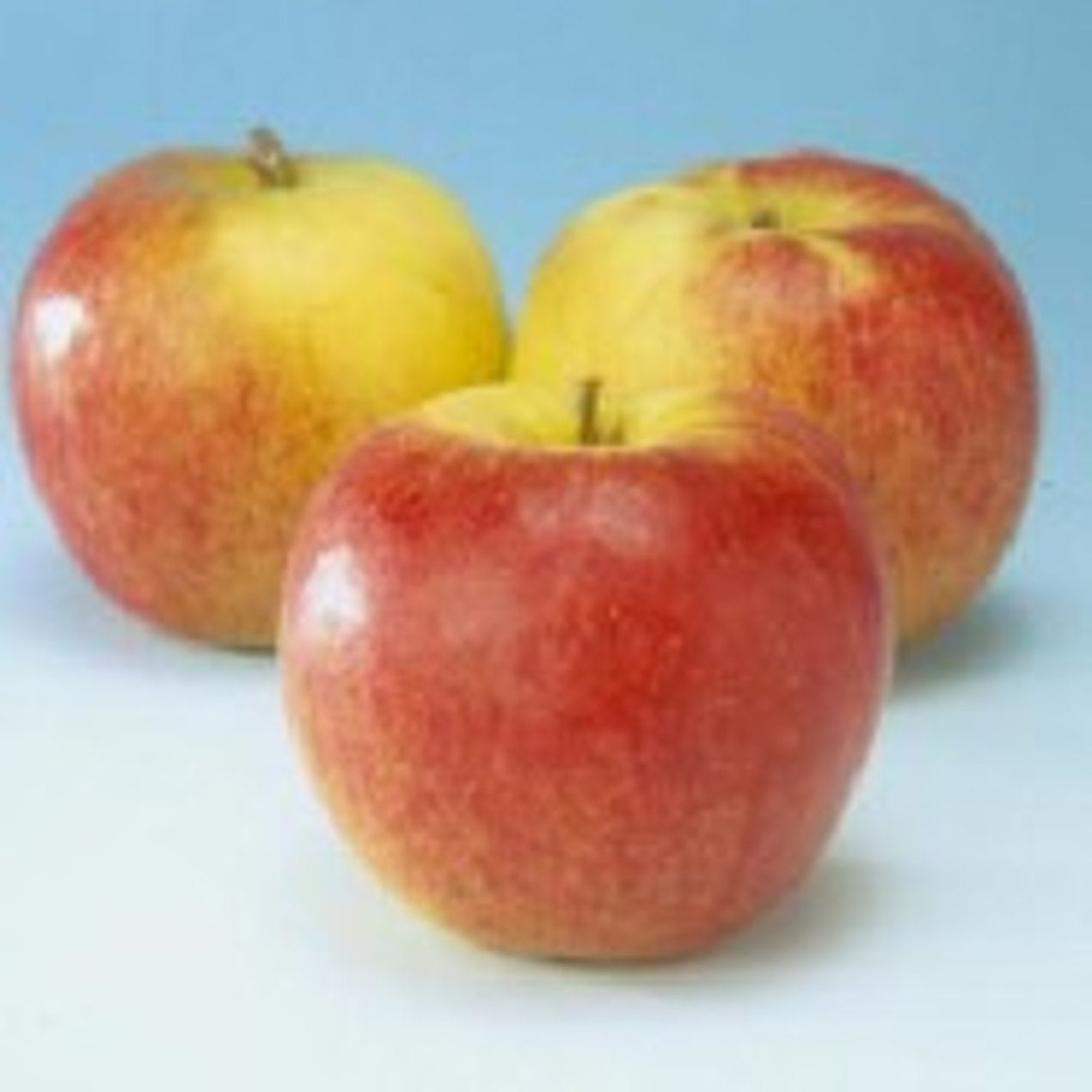 Äpple – Malus domestica 'Jonagold' - 10/12 in Cont HO/ST